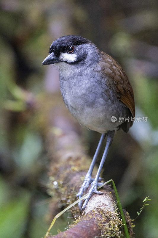 厄瓜多尔南部，Jocotoco Antpitta